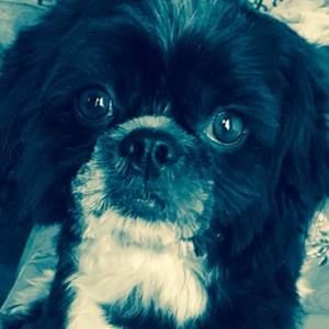 Meet your Posher, Alexander jonathan